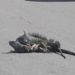 IGUANAS DETIENEN EL TRÁFICO EN PLENA AVENIDA DE CHETUMAL